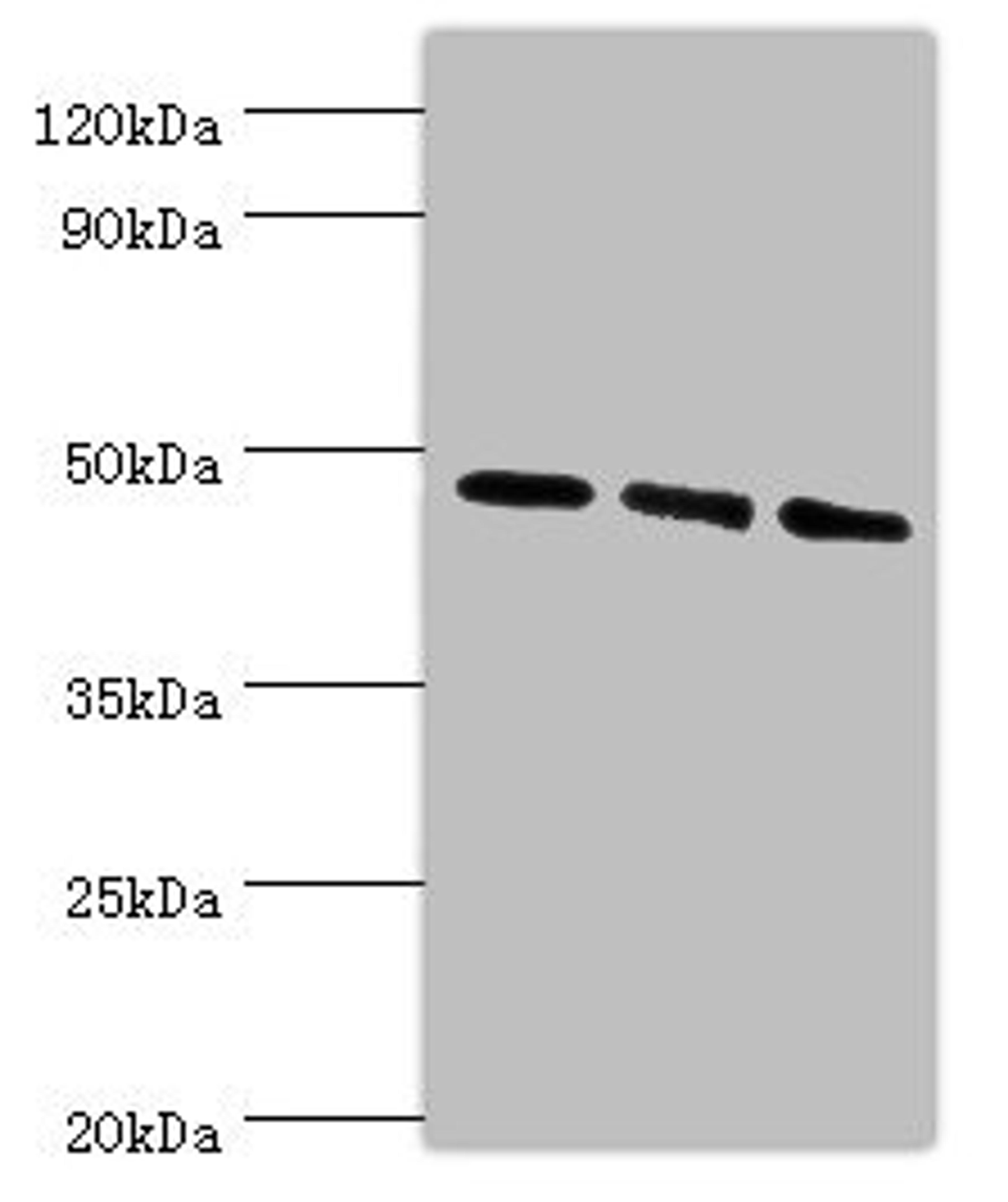 Western blot. All lanes: WIPI1 antibody at 6ug/ml. Lane 1: 293T whole cell lysate. Lane 2: NIH/3T3 whole cell lysate. Lane 3: Mouse skeletal muscle tissue. Secondary. Goat polyclonal to rabbit IgG at 1/10000 dilution. Predicted band size: 49 kDa. Observed band size: 49 kDa.