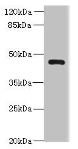 Western blot. All lanes: VAT1L antibody at 0.3ug/ml + U87 whole cell lysate. Secondary. Goat polyclonal to rabbit IgG at 1/10000 dilution. Predicted band size: 46 kDa. Observed band size: 46 kDa. 