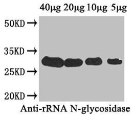 Western Blot. Positive WB detected in: Cucurbita moschata (40µg, 20µg, 10µg, 5µg). All lanes: rRNA N-glycosidase antibody at 4µg/ml. Secondary. Goat polyclonal to rabbit IgG at 1/50000 dilution. Predicted band size: 28 kDa. Observed band size: 28 kDa