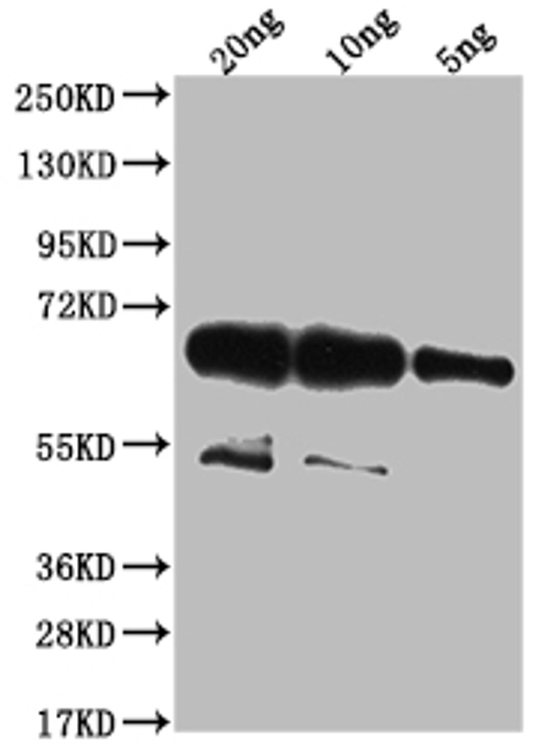Western Blot. Positive WB detected in Recombinant protein. All lanes: wac antibody at 1:2000. Secondary. Goat polyclonal to rabbit IgG at 1/50000 dilution. Predicted band size: 67.7 kDa. Observed band size: 68 kDa. 