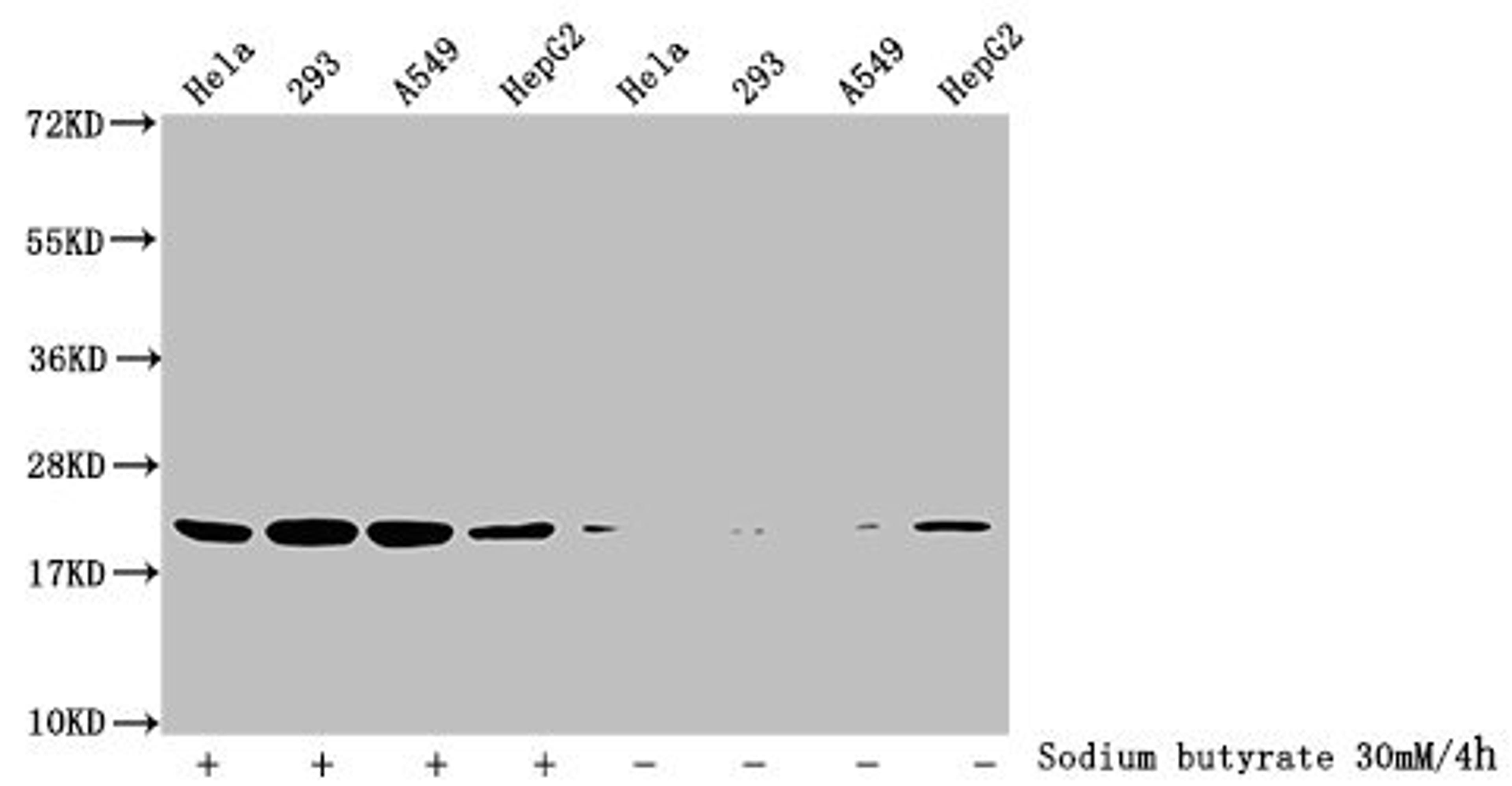 Western Blot. Detected samples: Hela whole cell lysate, 293 whole cell lysate, A549 whole cell lysate, HepG2 whole cell lysate; Untreated (-) or treated (+) with 30mM sodium butyrate for 4h. All lanes: HIST1H1C antibody at 3.5µg/ml. Secondary. Goat polyclonal to rabbit IgG at 1/50000 dilution. Predicted band size: 22 kDa. Observed band size: 22 kDa