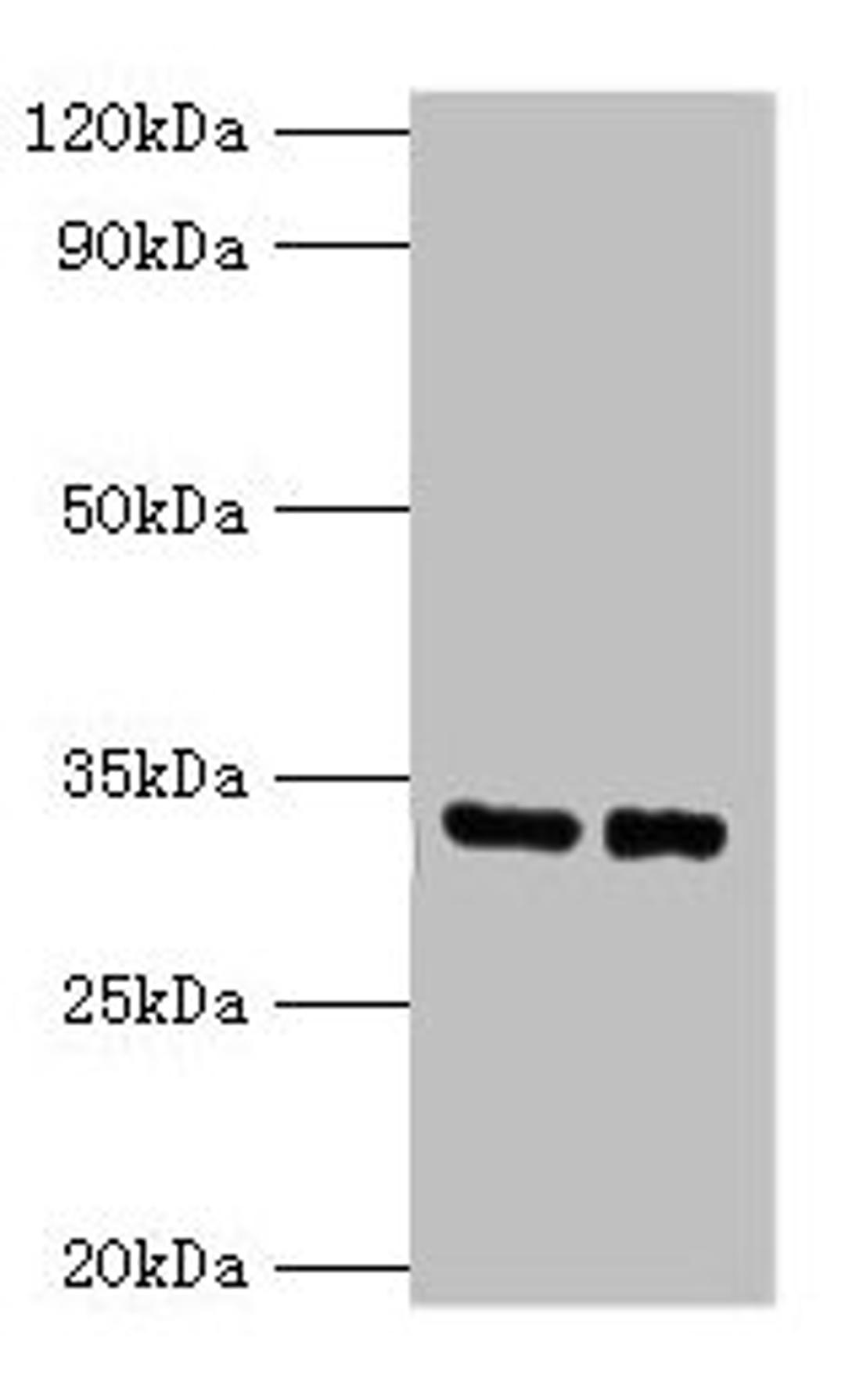 Western blot. All lanes: SRM antibody at 2µg/ml. Lane 1: EC109 whole cell lysate. Lane 2: 293T whole cell lysate. Secondary. Goat polyclonal to rabbit IgG at 1/15000 dilution. Predicted band size: 34 kDa. Observed band size: 34 kDa