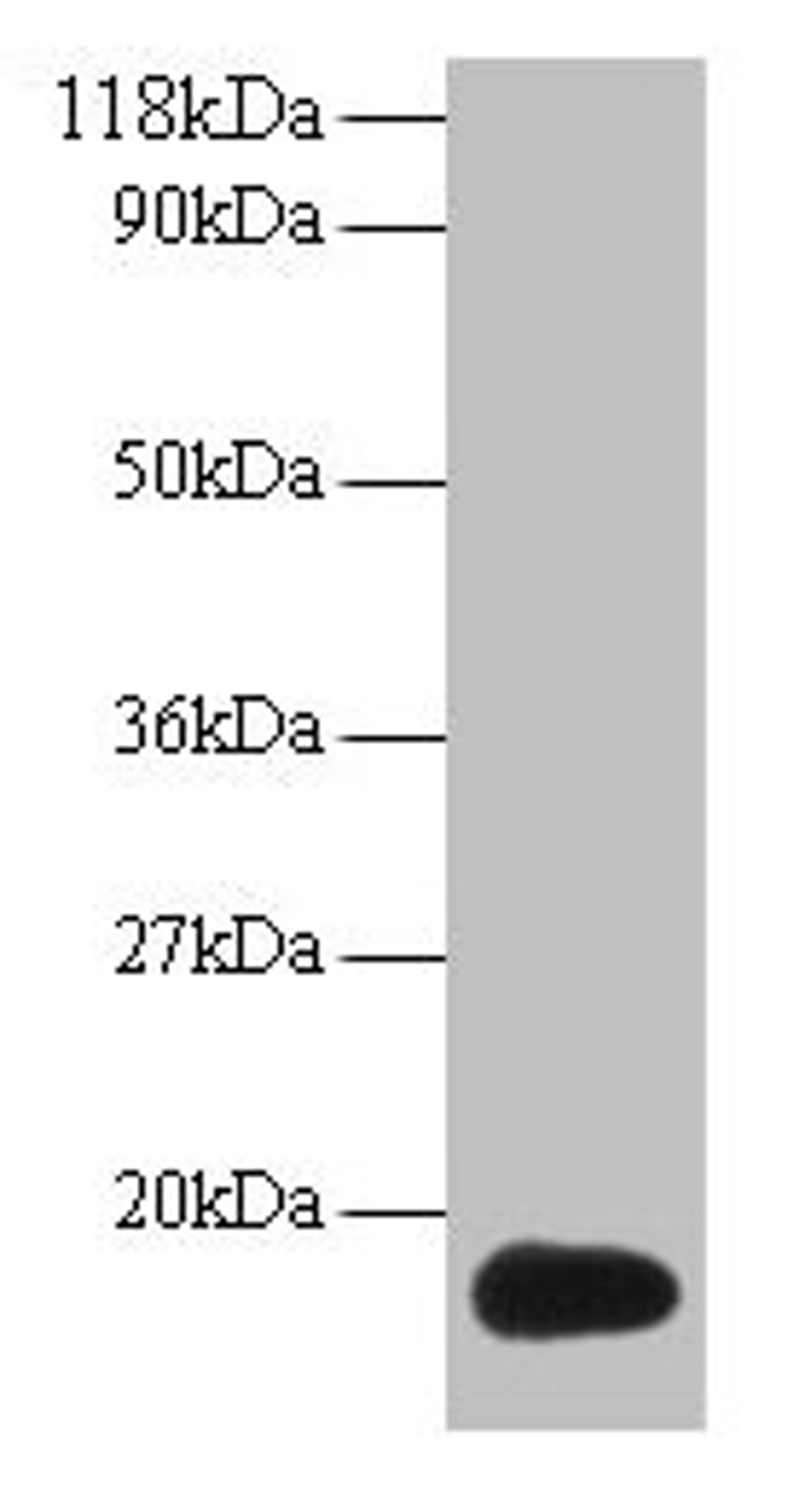 Western blot. All lanes: ISG15 antibody at 2µg/ml + 293T whole cell lysate. Secondary. Goat polyclonal to rabbit IgG at 1/15000 dilution. Predicted band size: 18 kDa. Observed band size: 18 kDa