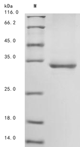 (Tris-Glycine gel) Discontinuous SDS-PAGE (reduced) with 5% enrichment gel and 15% separation gel.