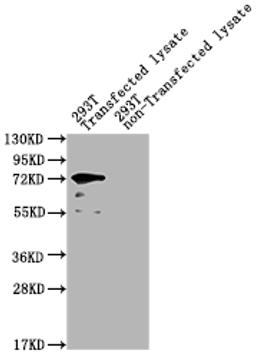 Western Blot.  Positive WB detected in: yopM 293T Transfected lysate, 293T non-Transfected lysate.  All lanes: yopM antibody at 1:2000.  Secondary.  Goat polyclonal to rabbit IgG at 1/50000 dilution.  Predicted band size: 74 kDa.  Observed band size: 74 kDa. 