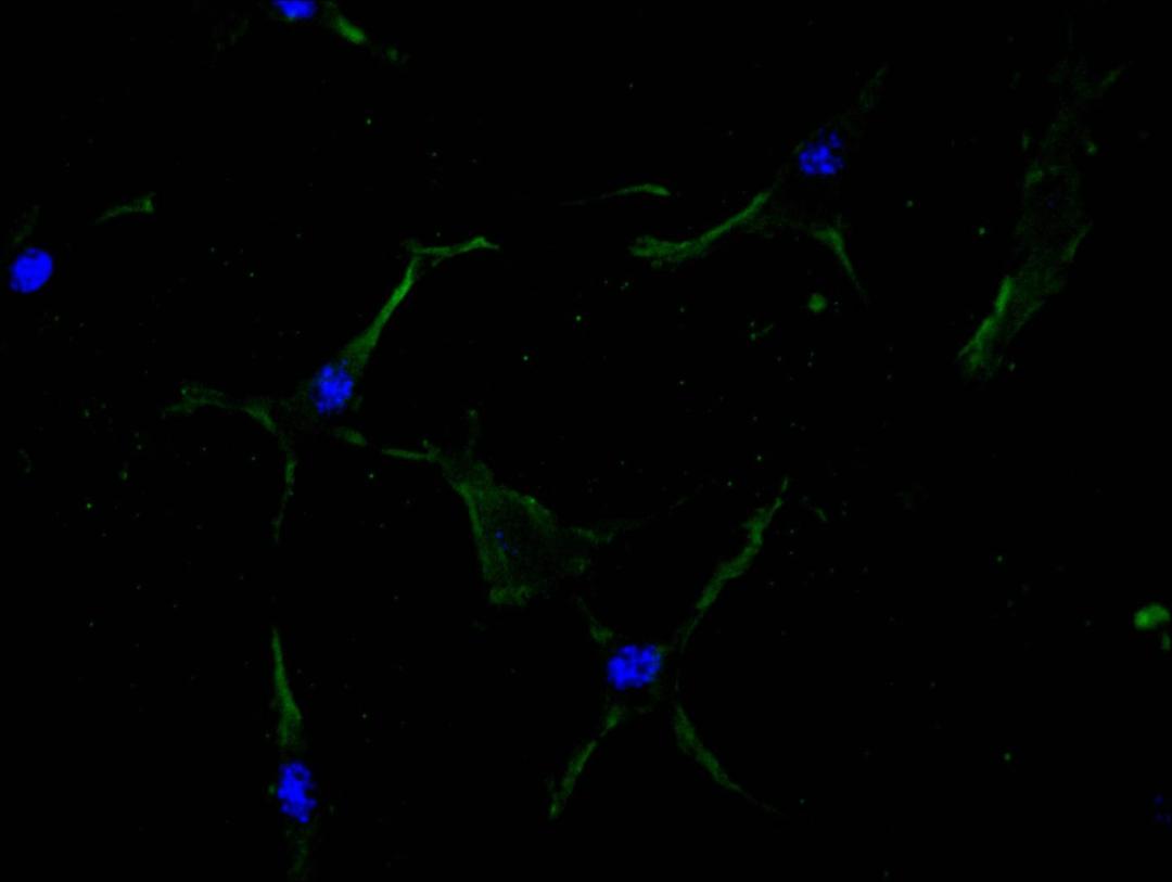 Immunofluorescence staining of NIH/3T3 cell with CSB-RA011877MA1HU at 1:100,  counter-stained with DAPI. The cells were fixed in 4% formaldehyde and blocked in 10% normal Goat Serum. The cells were then incubated with the antibody overnight at 4C. The secondary antibody was FITC-conjugated AffiniPure Goat Anti-Mouse IgG(H+L).