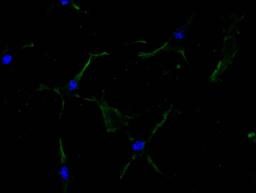 Immunofluorescence staining of NIH/3T3 cell with CSB-RA011877MA1HU at 1:100,  counter-stained with DAPI. The cells were fixed in 4% formaldehyde and blocked in 10% normal Goat Serum. The cells were then incubated with the antibody overnight at 4C. The secondary antibody was FITC-conjugated AffiniPure Goat Anti-Mouse IgG(H+L).