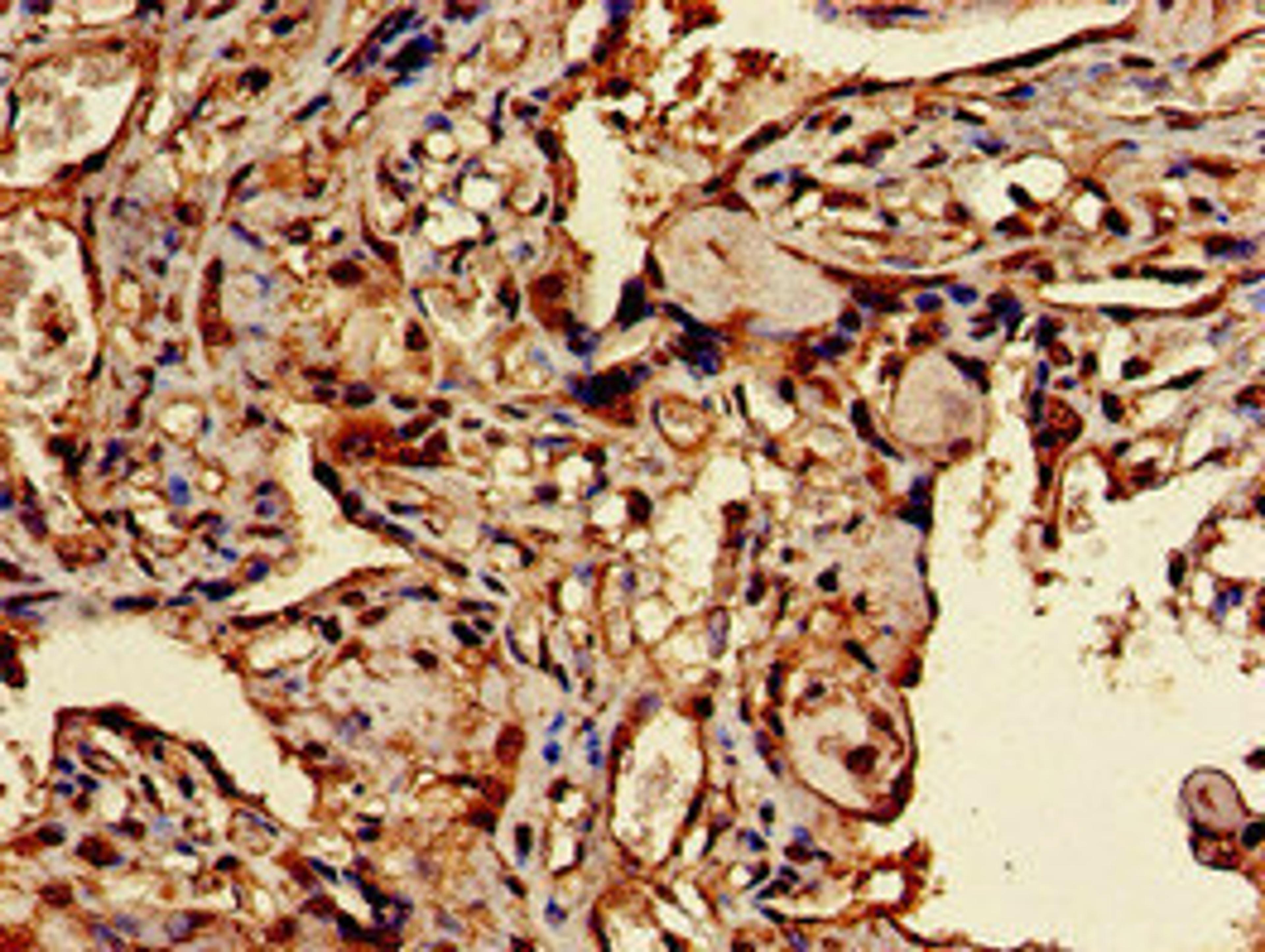 Immunohistochemistry of paraffin-embedded human placenta tissue using CSB-PA023429EA01HU at dilution of 1:100