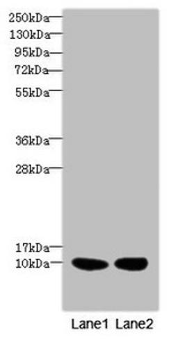 Western blot. All lanes: RPS27antibody at 2.76ug/ml. Lane 1: Mouse liver tissue. Lane 2: MCF-7 whole cell lysate. Secondary. Goat polyclonal to rabbit IgG at 1/10000 dilution. Predicted band size: 9 kDa. Observed band size: 9 kDa. 