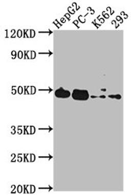 Western Blot. Positive WB detected in: HepG2 whole cell lysate, PC-3 whole cell lysate, K562 whole cell lysate, 293 whole cell lysate. All lanes: POGLUT1 antibody at 1:2000. Secondary. Goat polyclonal to rabbit IgG at 1/50000 dilution. Predicted band size: 47 kDa. Observed band size: 47 kDa. 
