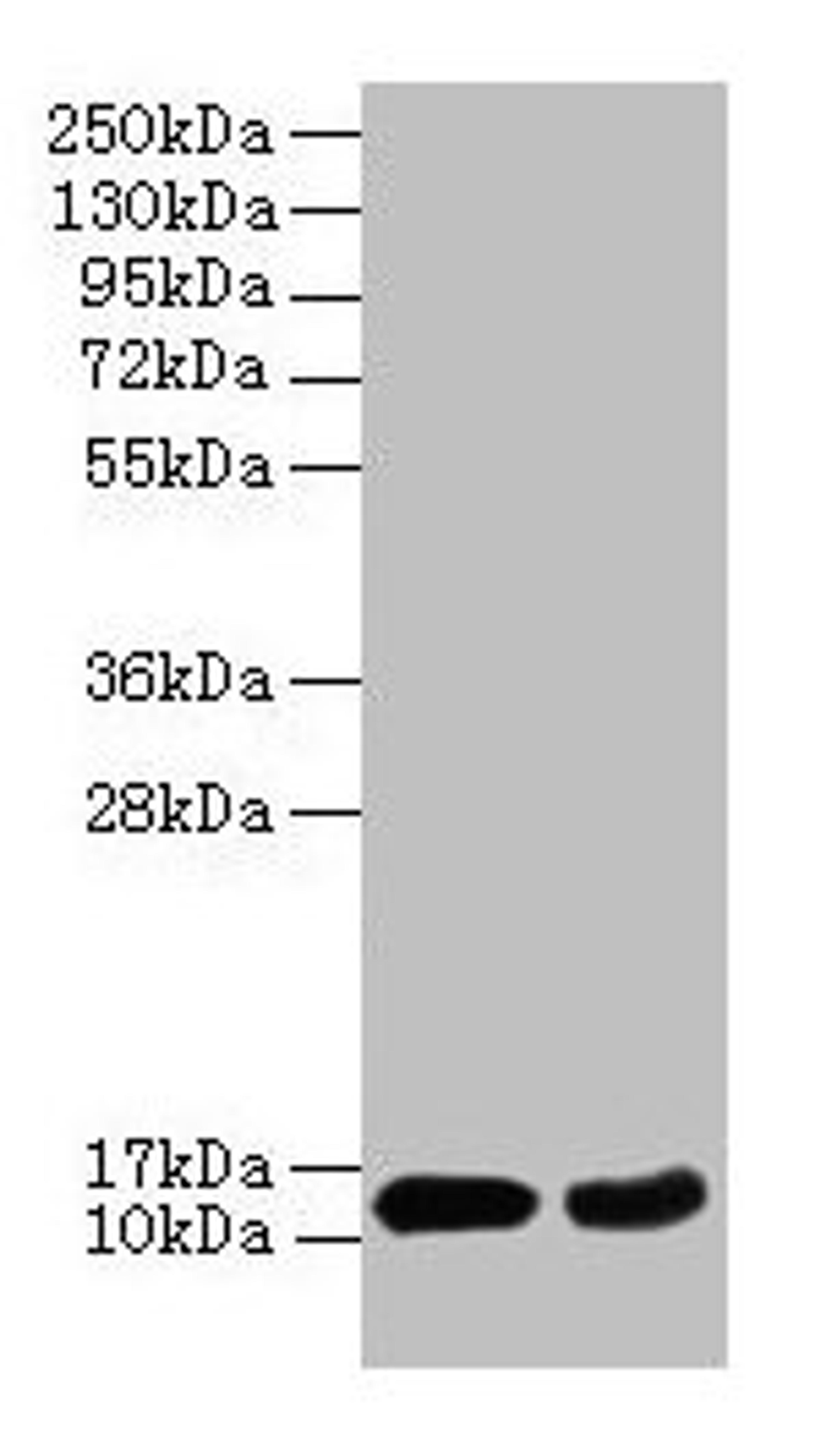 Western blot. All lanes: EIF4EBP2 antibody at 2µg/ml. Lane 1: Mouse heart tissue. Lane 2: NIH/3T3 whole cell lysate. Secondary. Goat polyclonal to rabbit IgG at 1/10000 dilution. Predicted band size: 13 kDa. Observed band size: 13 kDa