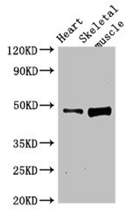 Western Blot. Positive WB detected in: Rat heart tissue, Rat skeletal muscle tissue. All lanes: LEXM antibody at 4ug/ml. Secondary. Goat polyclonal to rabbit IgG at 1/50000 dilution. Predicted band size: 48 kDa. Observed band size: 48 kDa. 