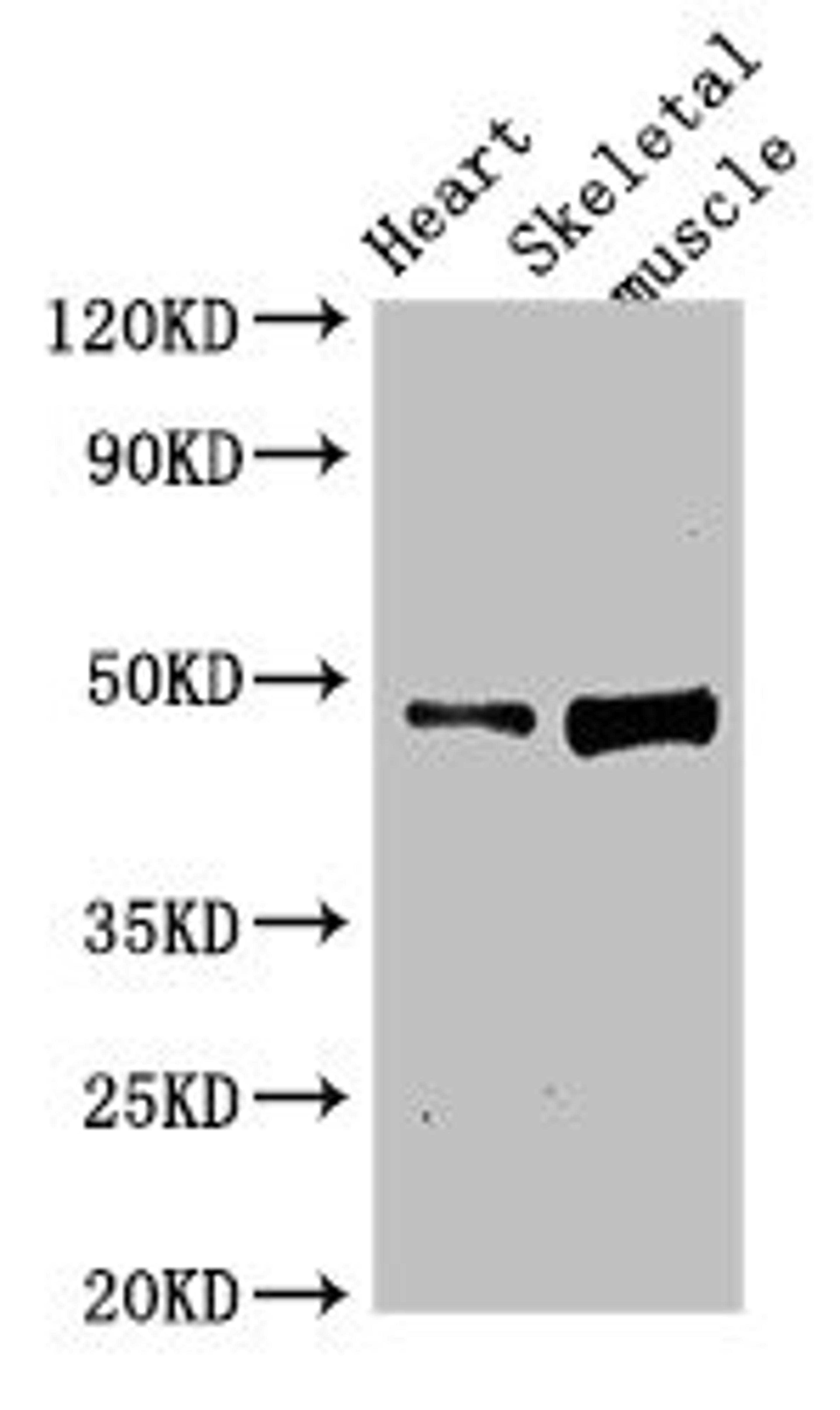Western Blot. Positive WB detected in: Rat heart tissue, Rat skeletal muscle tissue. All lanes: LEXM antibody at 4ug/ml. Secondary. Goat polyclonal to rabbit IgG at 1/50000 dilution. Predicted band size: 48 kDa. Observed band size: 48 kDa.