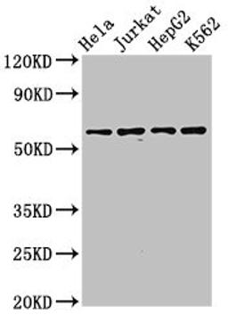 Western Blot. Positive WB detected in: Hela whole cell lysate, Jurkat whole cell lysate, HepG2 whole cell lysate, K562 whole cell lysate. All lanes: SMARCD1 antibody at 3.2µg/ml. Secondary. Goat polyclonal to rabbit IgG at 1/50000 dilution. Predicted band size: 59, 54 kDa. Observed band size: 59 kDa
