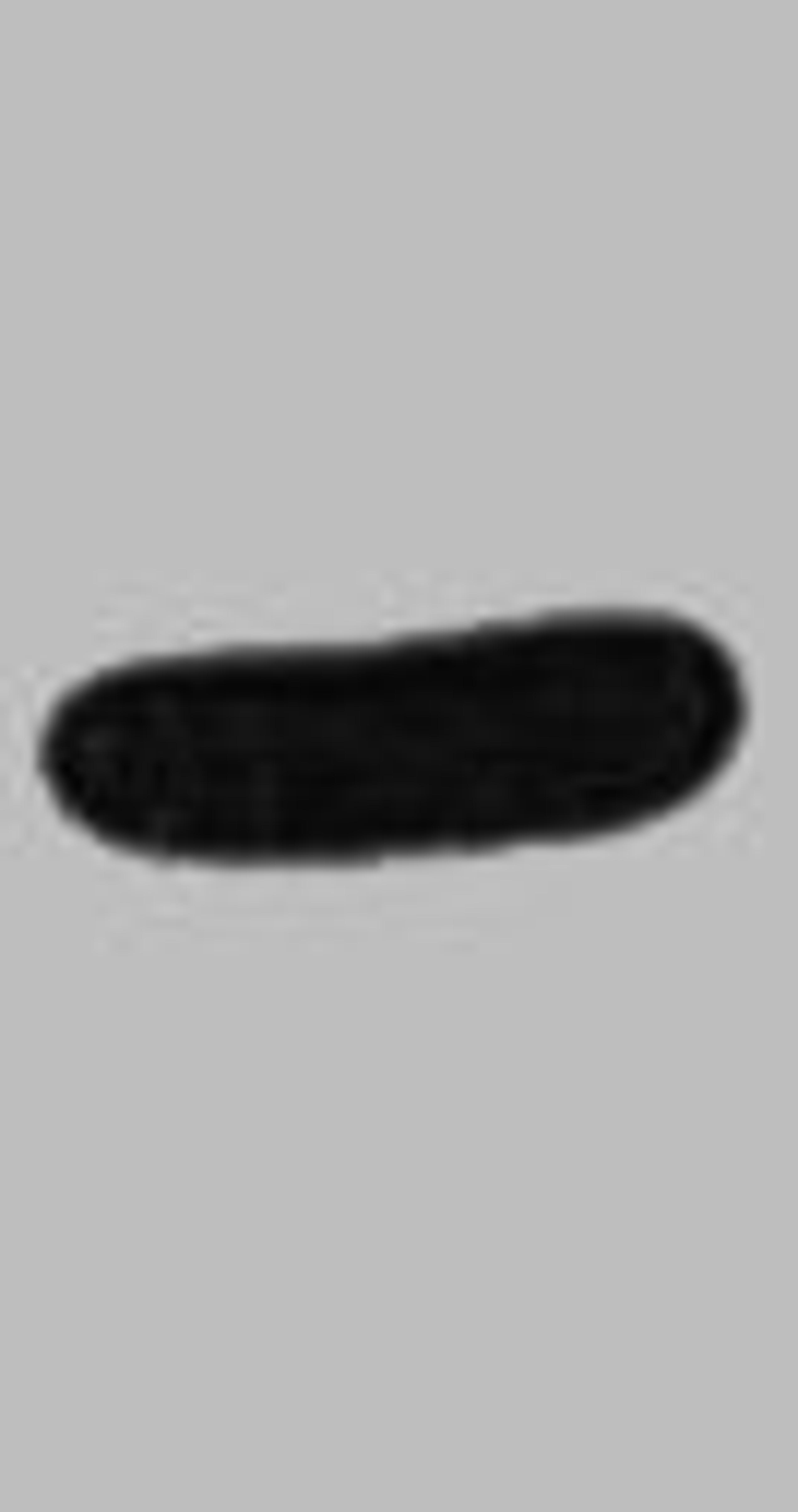 Western blot analysis of His-MBP-V5 recombinant protein, diluted at 1:10000.