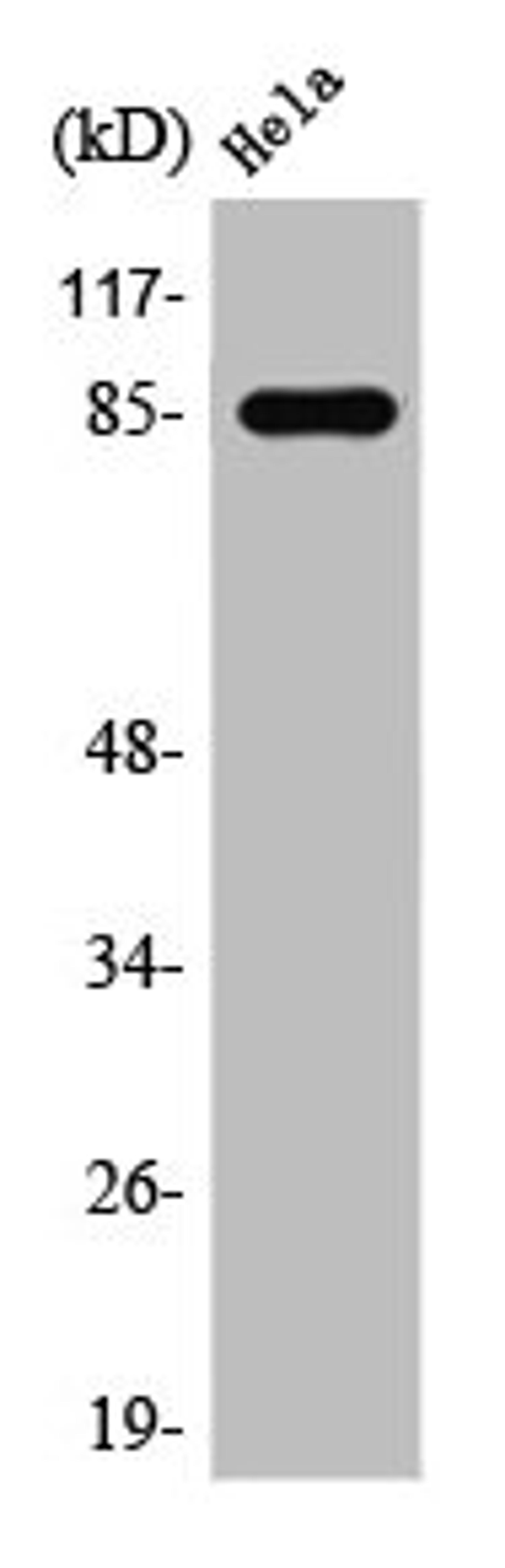 Western Blot analysis of Hela cells using Stat3 Polyclonal Antibody