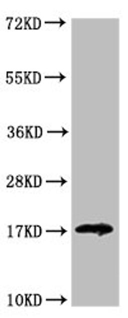 Western Blot. Positive WB detected in: HEK293 whole cell lysate. All lanes: LGALS14 antibody at 3.2ug/ml. Secondary. Goat polyclonal to rabbit IgG at 1/50000 dilution. Predicted band size: 17, 20 kDa. Observed band size: 17 kDa. 