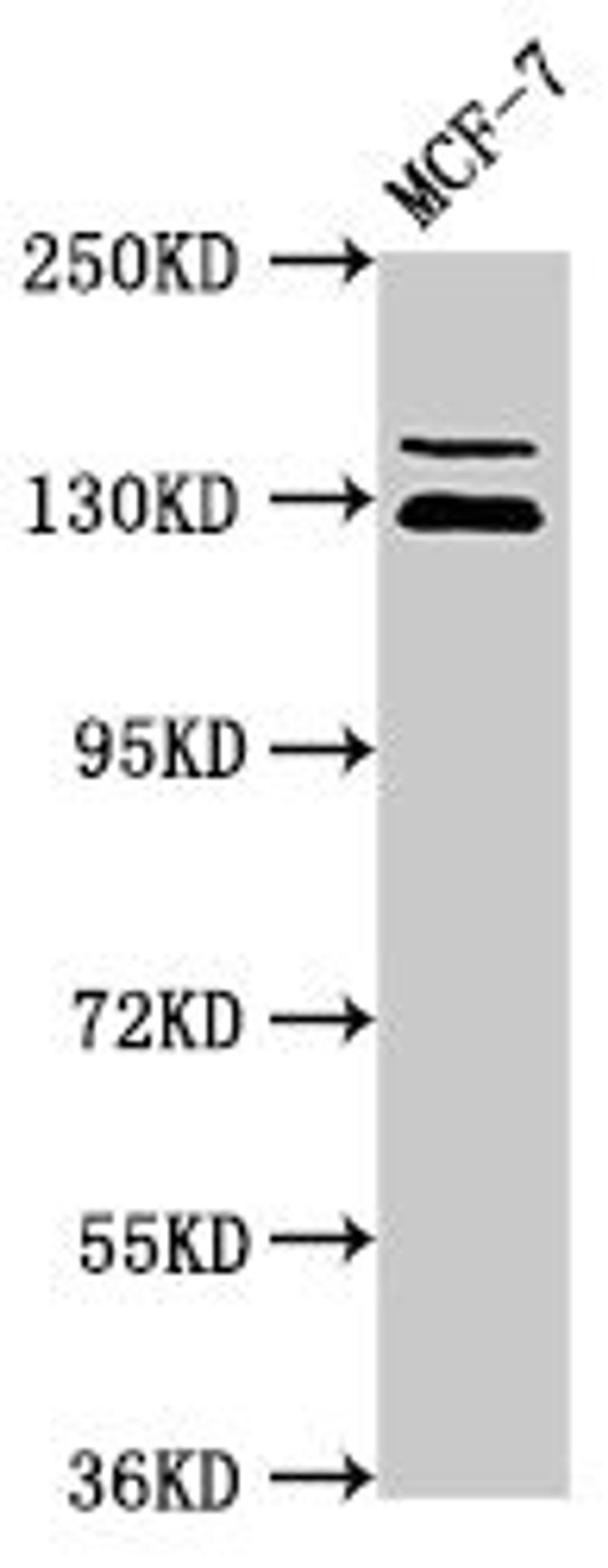 Western Blot. Positive WB detected in: MCF-7 whole cell lysate. All lanes: ZNF335 antibody at 3.5µg/ml. Secondary. Goat polyclonal to rabbit IgG at 1/50000 dilution. Predicted band size: 145, 130 kDa. Observed band size: 145, 130 kDa