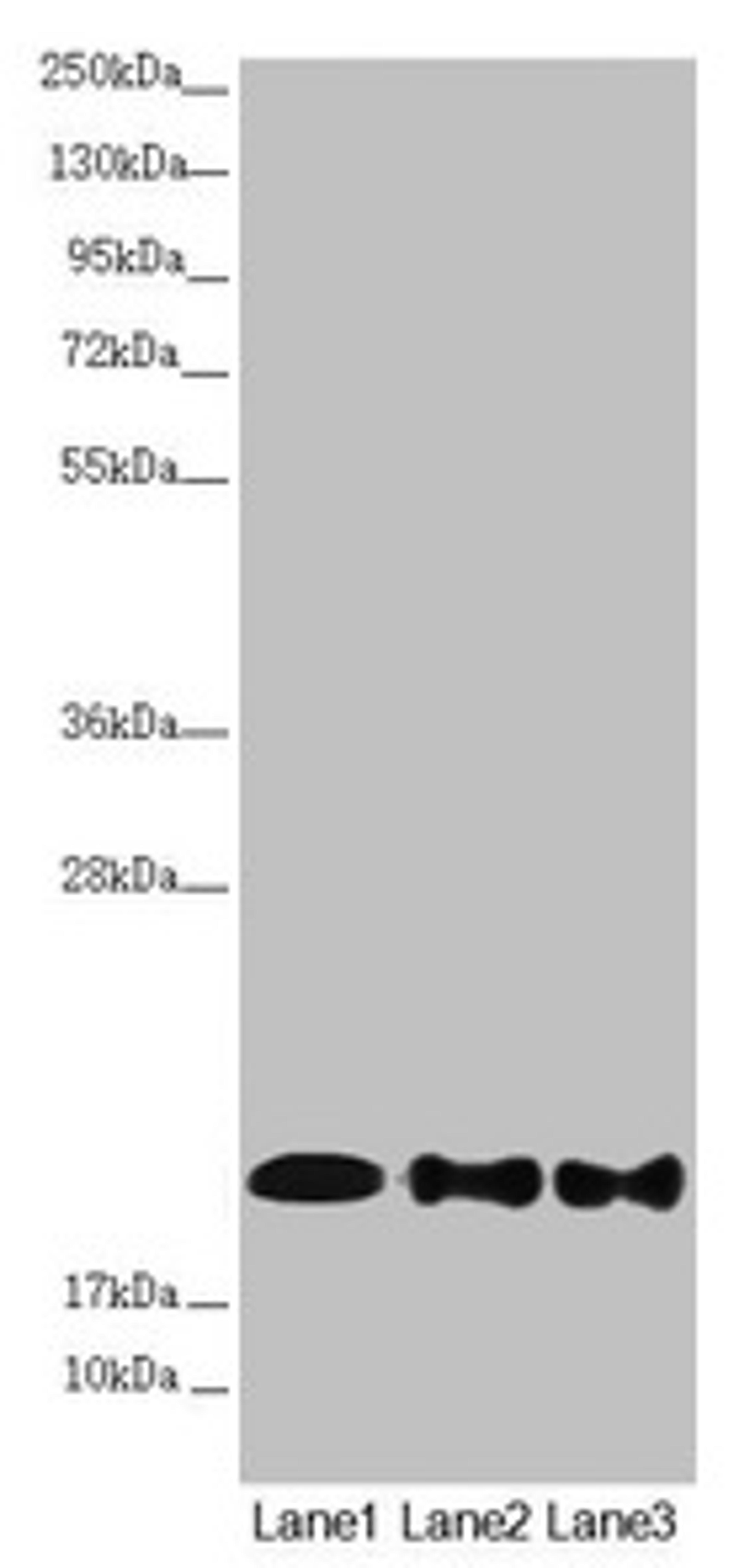 Western blot. All lanes: NDUFB10 antibody at 2.42µg/ml. Lane 1: Mouse brain tissue. Lane 2: HepG2 whole cell lysate. Lane 3: 293T whole cell lysate. Secondary. Goat polyclonal to rabbit IgG at 1/10000 dilution. Predicted band size: 21 kDa. Observed band size: 21 kDa