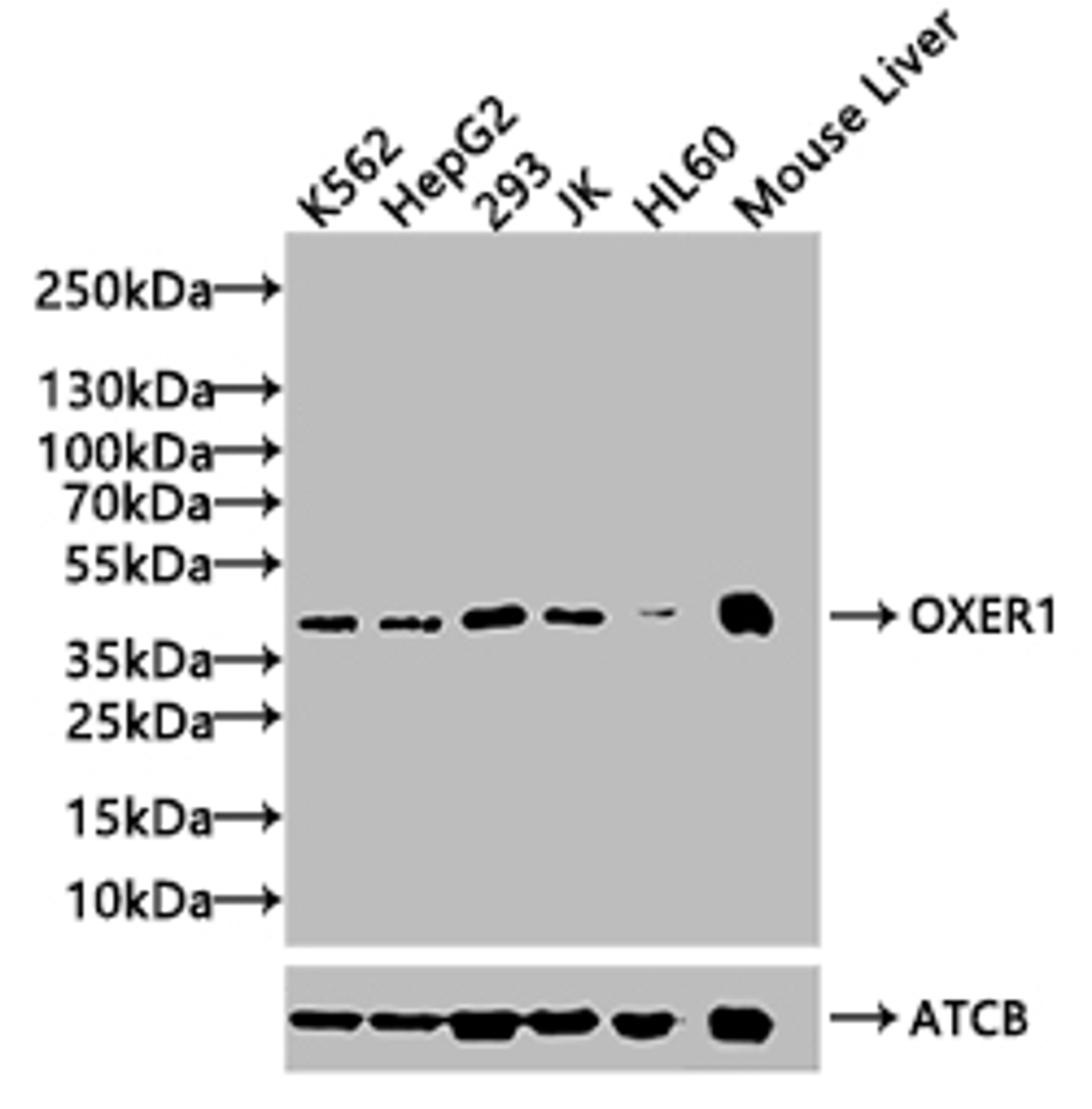 Western Blot. Positive WB detected in: JK whole cell lysate, HL60 whole cell lysate, U937 whole cell lysate. All lanes: TSNARE1 antibody at 1:1000. Secondary. Goat polyclonal to rabbit IgG at 1/50000 dilution. Predicted band size: 46 kDa. Observed band size: 46 kDa. 