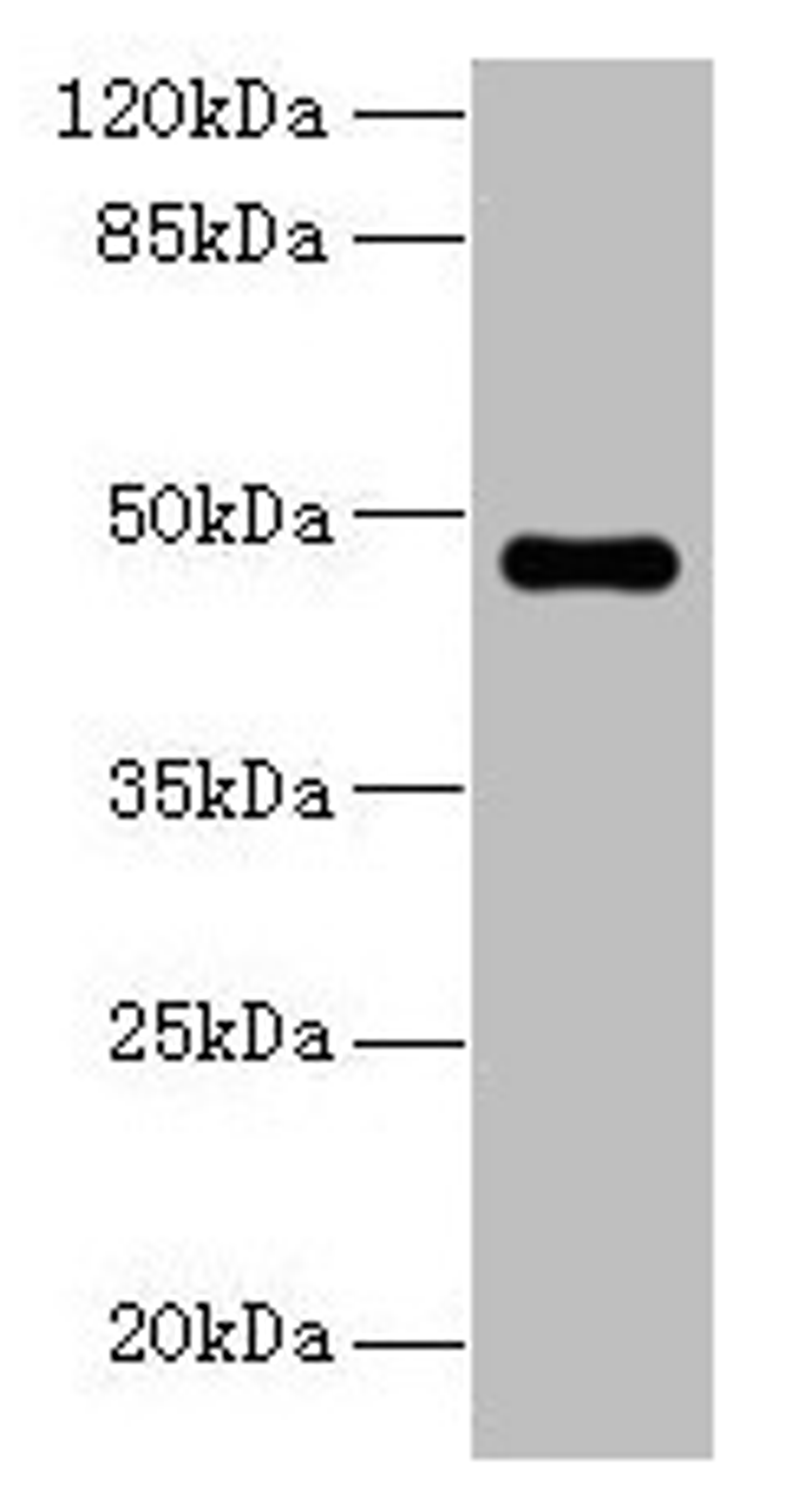 Western blot. All lanes: ZNF821 antibody at 8µg/ml + MCF-7 whole cell lysate. Secondary. Goat polyclonal to rabbit IgG at 1/10000 dilution. Predicted band size: 47, 43 kDa. Observed band size: 47 kDa