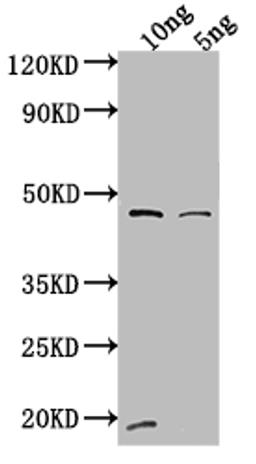 Western Blot. Positive WB detected in Recombinant protein. All lanes: VAM6 antibody at 1:2000. Secondary. Goat polyclonal to rabbit IgG at 1/50000 dilution. Predicted band size: 42 kDa. Observed band size: 44 kDa. 
