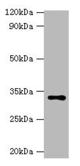 Western blot. All lanes: HSD11B1 antibody at 2µg/ml + Hela whole cell lysate. Secondary. Goat polyclonal to rabbit IgG at 1/10000 dilution. Predicted band size: 33 kDa. Observed band size: 33 kDa
