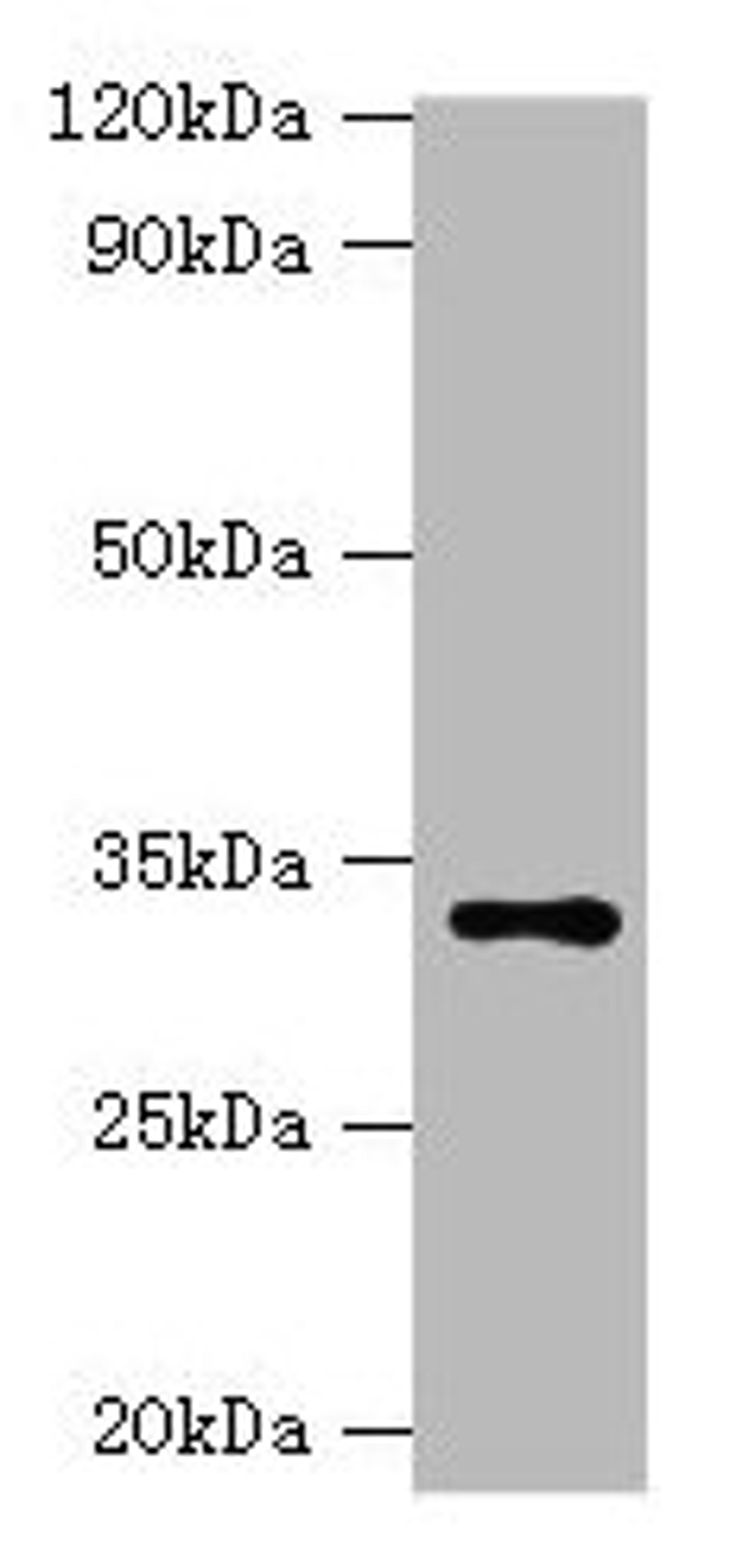 Western blot. All lanes: HSD11B1 antibody at 2µg/ml + Hela whole cell lysate. Secondary. Goat polyclonal to rabbit IgG at 1/10000 dilution. Predicted band size: 33 kDa. Observed band size: 33 kDa