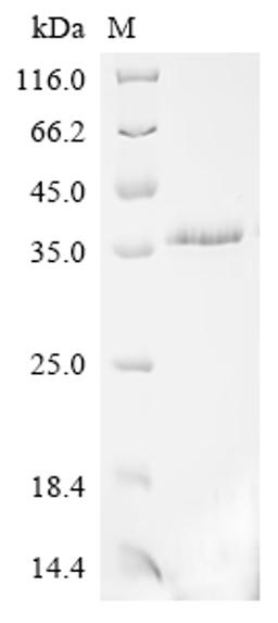 (Tris-Glycine gel) Discontinuous SDS-PAGE (reduced) with 5% enrichment gel and 15% separation gel.