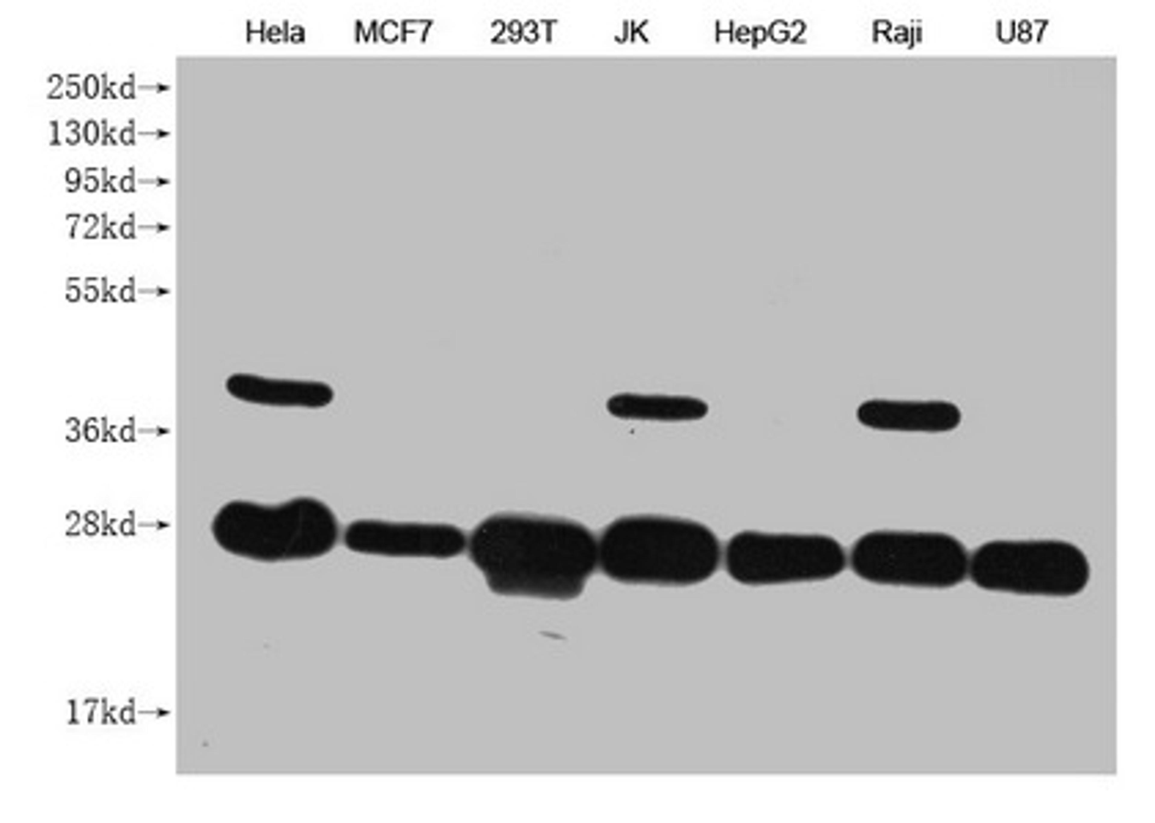 Western Blot. Positive WB detected in: Hela whole cell lysate, MCF7 whole cell lysate, 293T whole cell lysate, JK whole cell lysate, HepG2 whole cell lysate, Raji whole cell lysate, U87 whole cell lysate . All lanes: PRDX3 antibody at 1:1000. Secondary. Goat polyclonal to mouse IgG at 1/50000 dilution. Predicted band size: 28 kDa. Observed band size: 28 KDa. Exposure time：5min