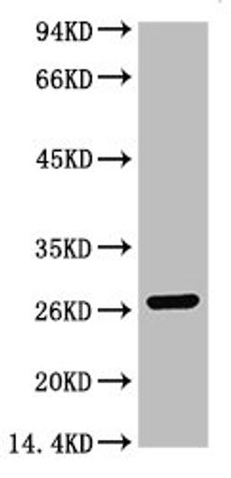 Western blot analysis of 0.2ug GST protein, diluted at 1:5000