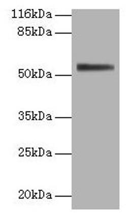 Western blot. All lanes: ALPI antibody at 2µg/ml + 293T whole cell lysate. Secondary. Goat polyclonal to rabbit IgG at 1/10000 dilution. Predicted band size: 57 kDa. Observed band size: 57 kDa