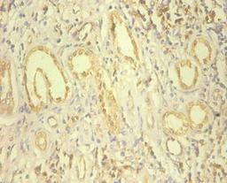 Immunohistochemistry of paraffin-embedded human kidney tissue using CSB-PA10887A0Rb at dilution of 1:100