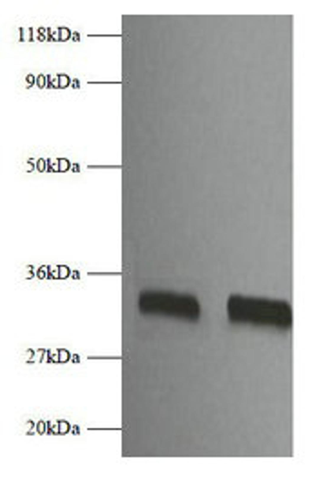 Western blot. All lanes: Fgf2 antibody at 2µg/ml. Lane 1: EC109 whole cell lysate. Lane 2: 293T whole cell lysate. Secondary. Goat polyclonal to rabbit IgG at 1/10000 dilution. Predicted band size: 18 kDa. Observed band size: 32 kDa