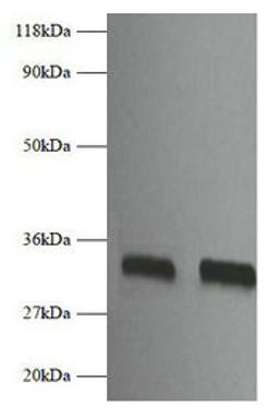 Western blot. All lanes: Fgf2 antibody at 2µg/ml. Lane 1: EC109 whole cell lysate. Lane 2: 293T whole cell lysate. Secondary. Goat polyclonal to rabbit IgG at 1/10000 dilution. Predicted band size: 18 kDa. Observed band size: 32 kDa