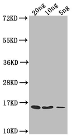 Western Blot. Positive WB detected in Recombinant protein. All lanes: grxD antibody at 1:2000. Secondary. Goat polyclonal to rabbit IgG at 1/50000 dilution. Predicted band size: 16.7 kDa. Observed band size: 15 kDa. 