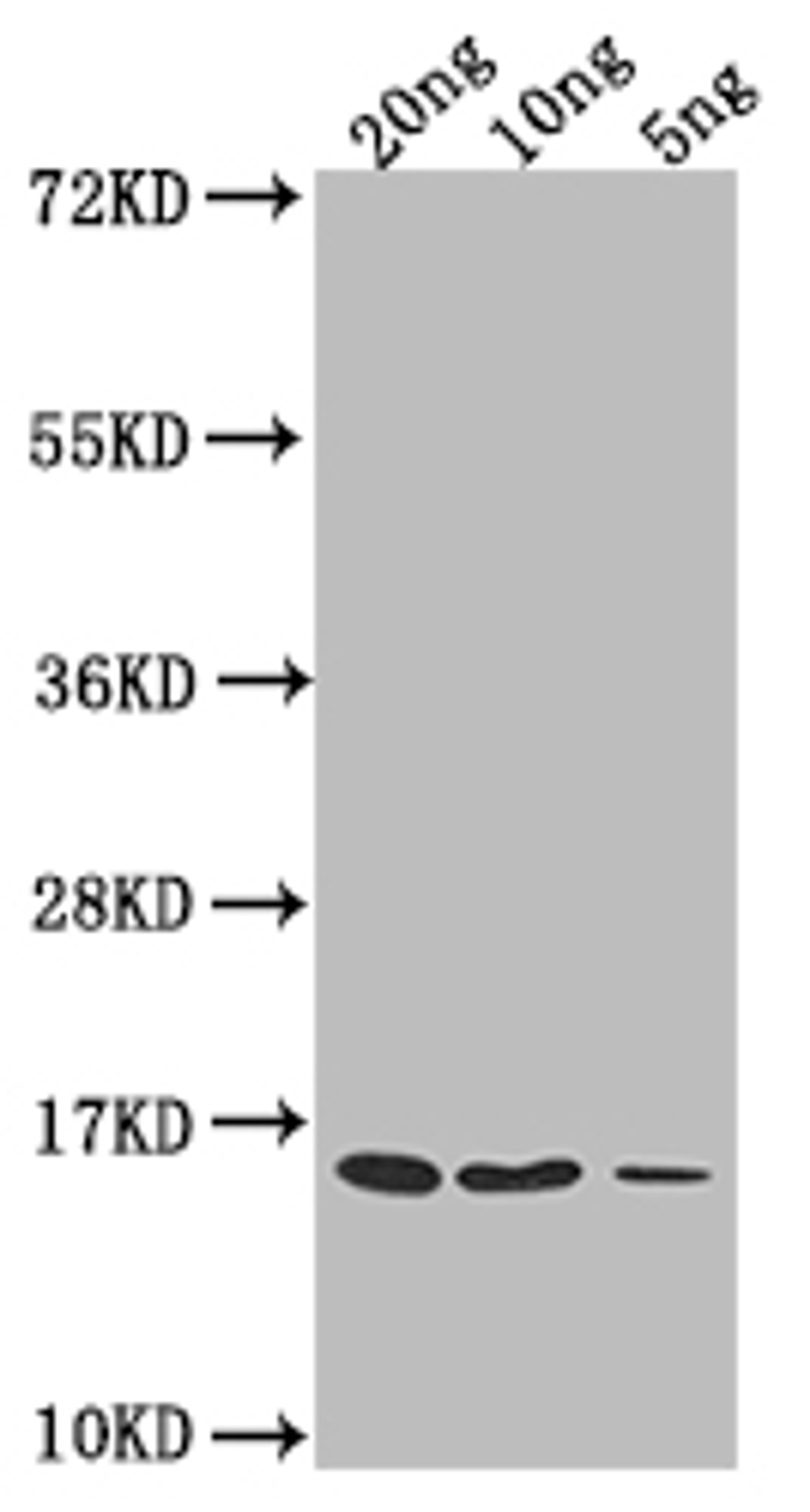 Western Blot. Positive WB detected in Recombinant protein. All lanes: grxD antibody at 1:2000. Secondary. Goat polyclonal to rabbit IgG at 1/50000 dilution. Predicted band size: 16.7 kDa. Observed band size: 15 kDa. 
