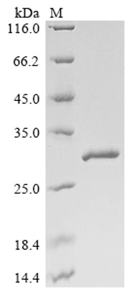 (Tris-Glycine gel) Discontinuous SDS-PAGE (reduced) with 5% enrichment gel and 15% separation gel.