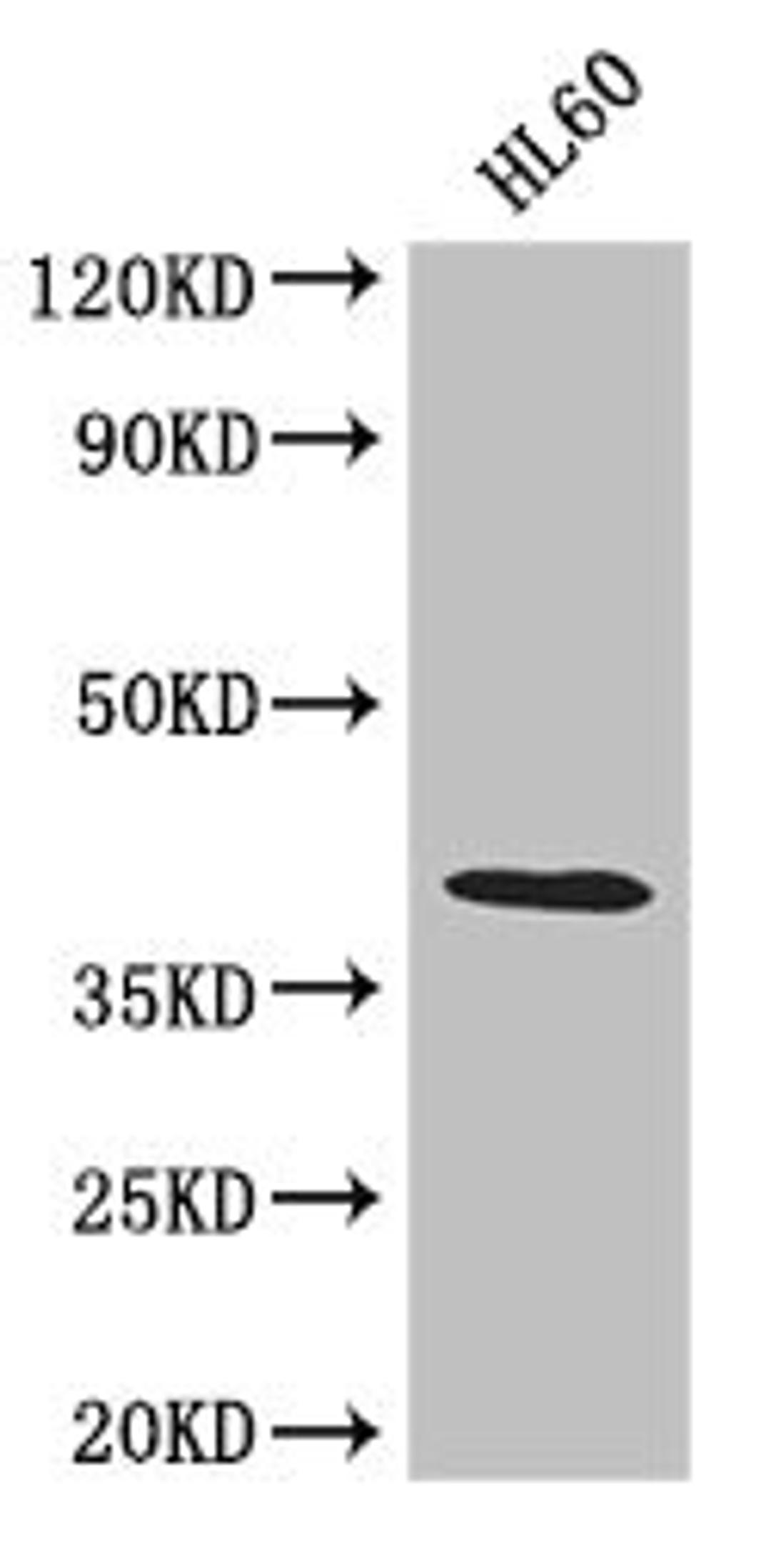 Western Blot. Positive WB detected in: HL60 whole cell lysate. All lanes: LUZP2 antibody at 2.6µg/ml. Secondary. Goat polyclonal to rabbit IgG at 1/50000 dilution. Predicted band size: 39, 19, 16, 29 kDa. Observed band size: 39 kDa