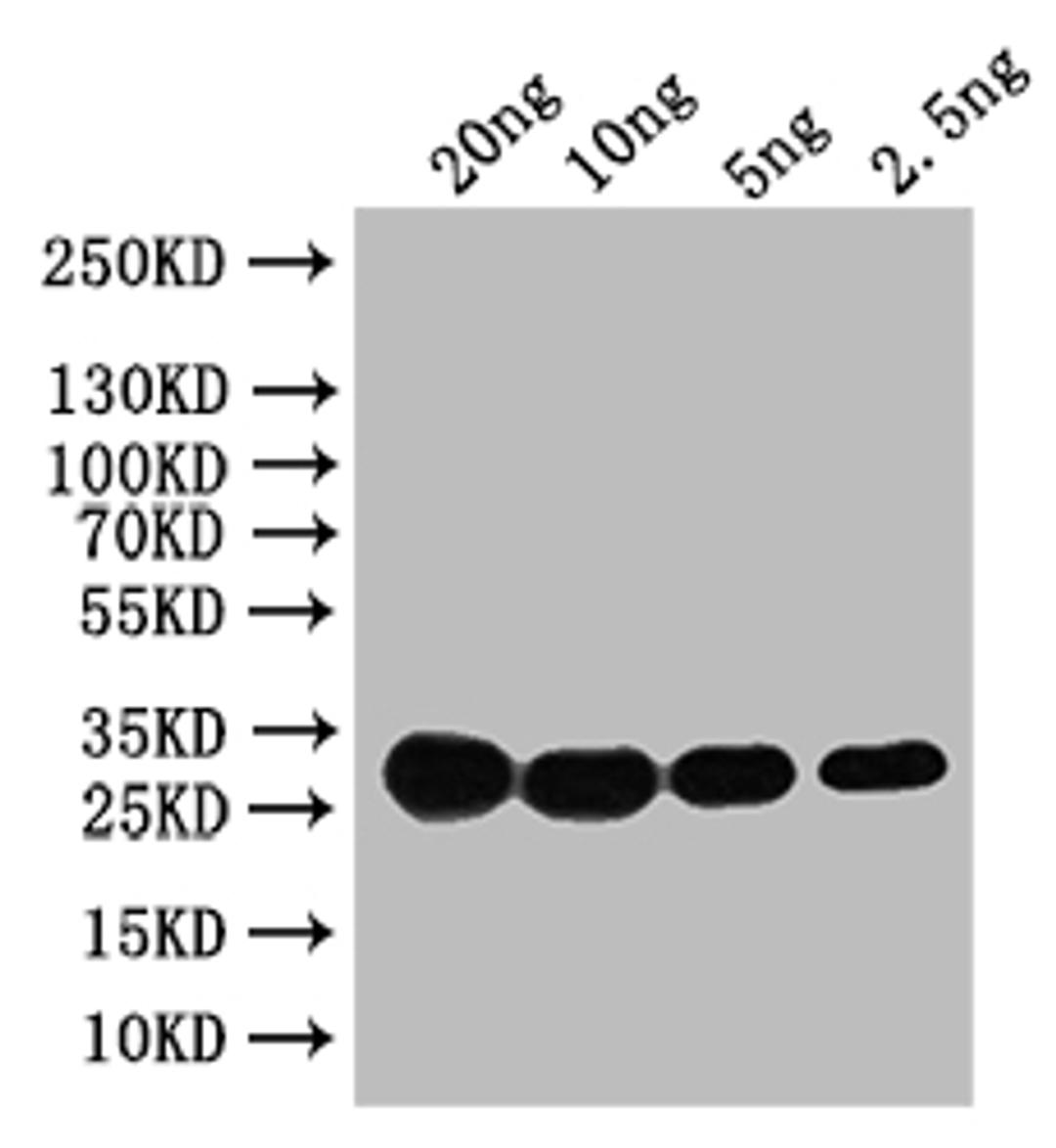 Western Blot. Positive WB detected in: recombinant protein. All lanes: HN Antibody at 1:1000. Secondary. Goat polyclonal to rabbit IgG at 1/50000 dilution. Predicted band size: 31 kDa. Observed band size: 31 kDa. 