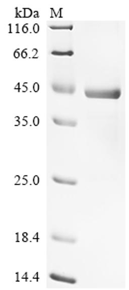 (Tris-Glycine gel) Discontinuous SDS-PAGE (reduced) with 5% enrichment gel and 15% separation gel.