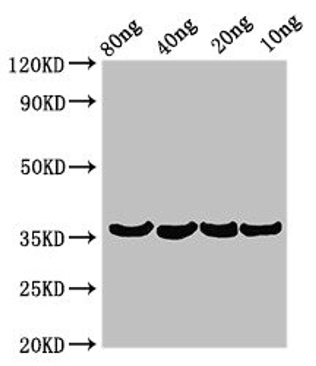 Western Blot. Positive WB detected in Recombinant protein. All lanes: Beta-lytic metalloendopeptidase antibody at 3.2µg/ml. Secondary. Goat polyclonal to rabbit IgG at 1/50000 dilution. Predicted band size: 36 kDa. Observed band size: 36 kDa