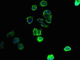 Immunofluorescent analysis of MCF-7 cells using CSB-PA854092LA01HU at dilution of 1:100 and Alexa Fluor 488-congugated AffiniPure Goat Anti-Rabbit IgG(H+L)