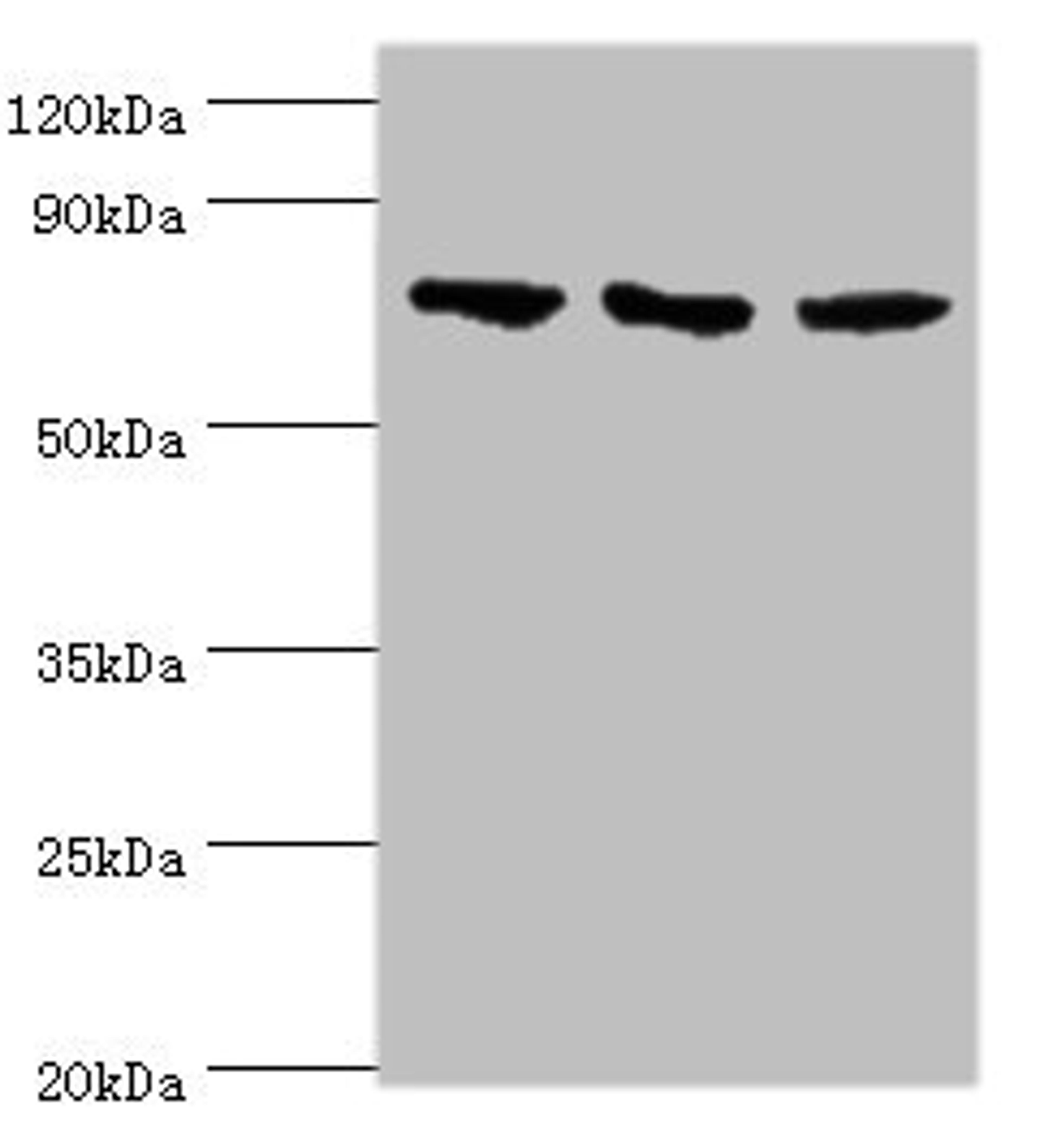 Western blot. All lanes: NCL antibody at 4ug/ml. Lane 1: Jurkat whole cell lysate. Lane 2: Hela whole cell lysate. Lane 3: 293T whole cell lysate. Secondary. Goat polyclonal to rabbit IgG at 1/10000 dilution. Predicted band size: 77 kDa. Observed band size: 77 kDa. 