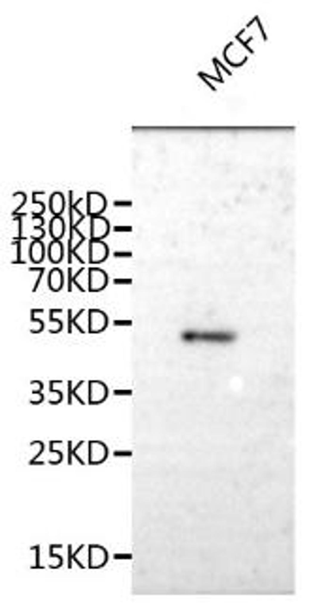 Western Blot. Positive WB detected in: A549 whole cell lysate, HepG2 whole cell lysate. All lanes: TAT antibody at 3ug/ml. Secondary. Goat polyclonal to rabbit IgG at 1/50000 dilution. Predicted band size: 51 kDa. Observed band size: 51 kDa. 