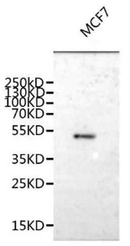 Western Blot. Positive WB detected in: A549 whole cell lysate, HepG2 whole cell lysate. All lanes: TAT antibody at 3ug/ml. Secondary. Goat polyclonal to rabbit IgG at 1/50000 dilution. Predicted band size: 51 kDa. Observed band size: 51 kDa. 