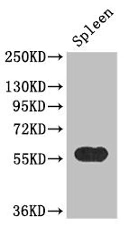 Western Blot. Positive WB detected in: Mouse spleen tissue. All lanes: KYNU antibody at 3.4ug/ml. Secondary. Goat polyclonal to rabbit IgG at 1/50000 dilution. Predicted band size: 52, 35 kDa. Observed band size: 52 kDa. 