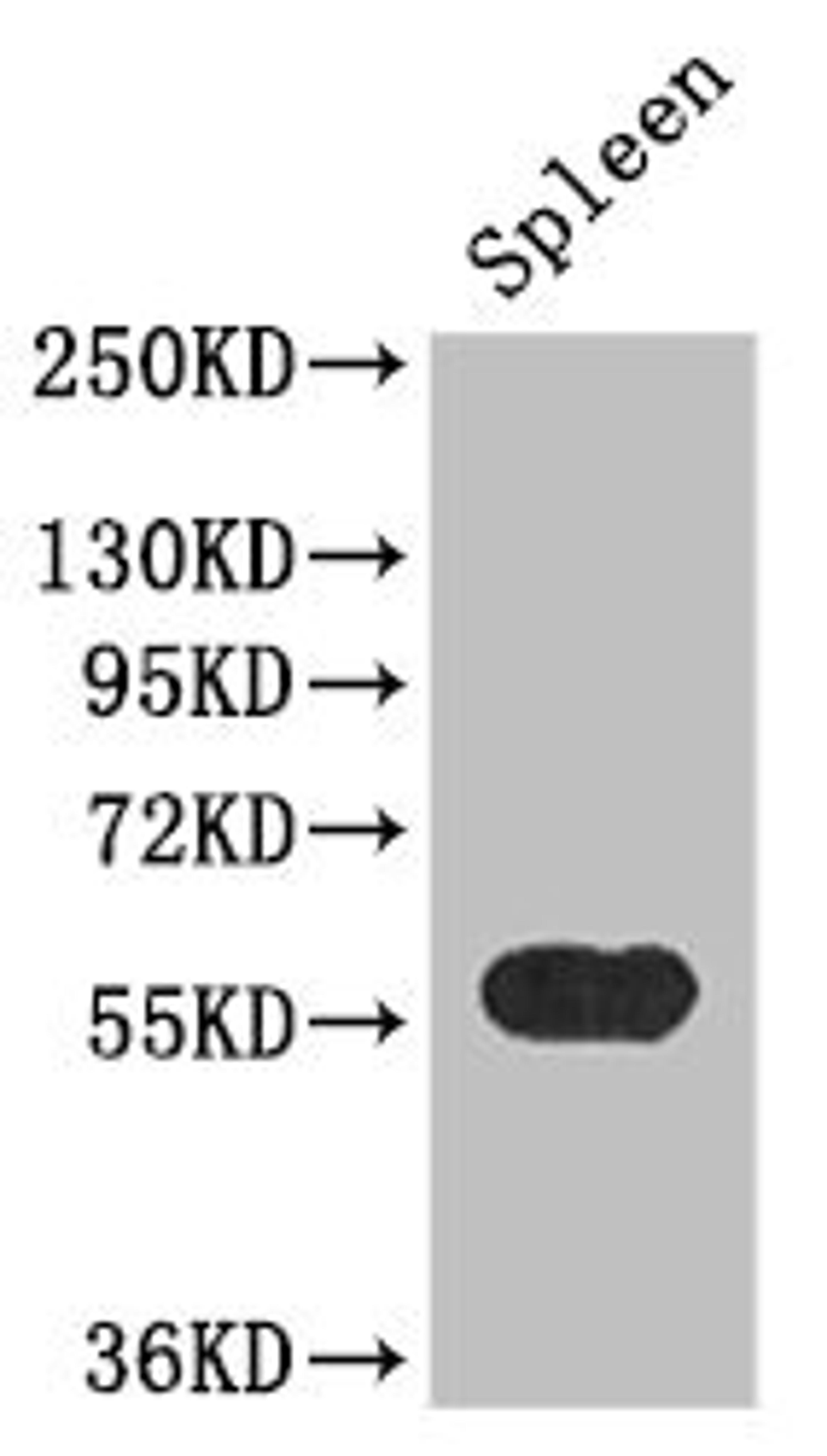 Western Blot. Positive WB detected in: Mouse spleen tissue. All lanes: KYNU antibody at 3.4ug/ml. Secondary. Goat polyclonal to rabbit IgG at 1/50000 dilution. Predicted band size: 52, 35 kDa. Observed band size: 52 kDa.