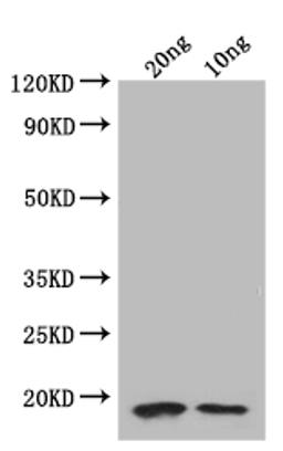 Western Blot. Positive WB detected in: recombinant protein. All lanes: folA Antibody at 1:1000. Secondary. Goat polyclonal to rabbit IgG at 1/50000 dilution. Predicted band size: 18.8 kDa. Observed band size: 19 kDa. 