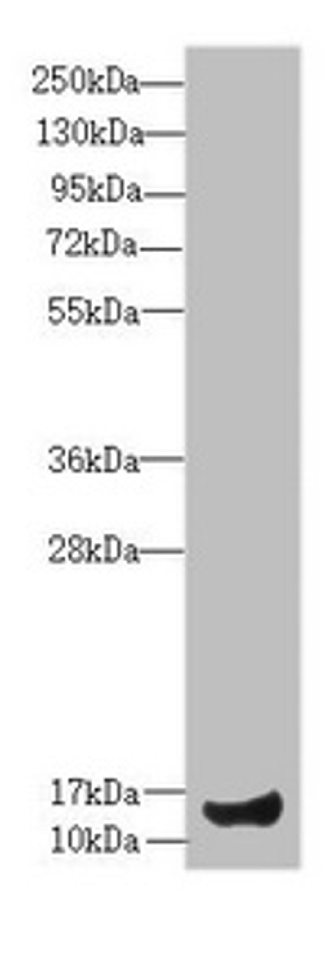 Western blot. All lanes: IFT20 antibody at 4.68 ug/ml + Mouse large intestine tissue. Secondary. Goat polyclonal to rabbit IgG at 1/10000 dilution. Predicted band size: 16, 19, 13 kDa. Observed band size: 16 kDa. 
